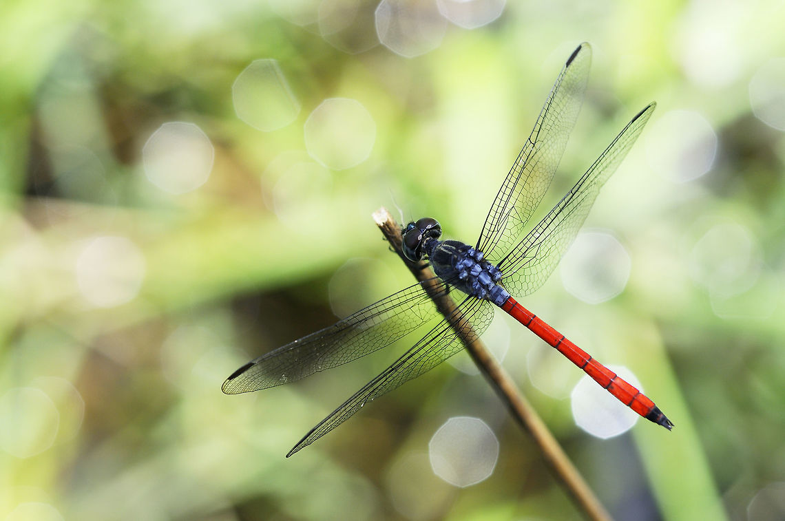 Lathrecista asiatica asiatica (Fabricius, 1798) from Pang Si Da National Park Thailand Geotagged,Lathrecista asiatica,Summer,Thailand