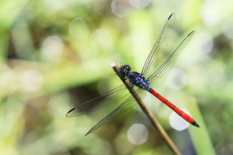 Lathrecista asiatica asiatica (Fabricius, 1798) from Pang Si Da National Park Thailand Geotagged,Lathrecista asiatica,Summer,Thailand