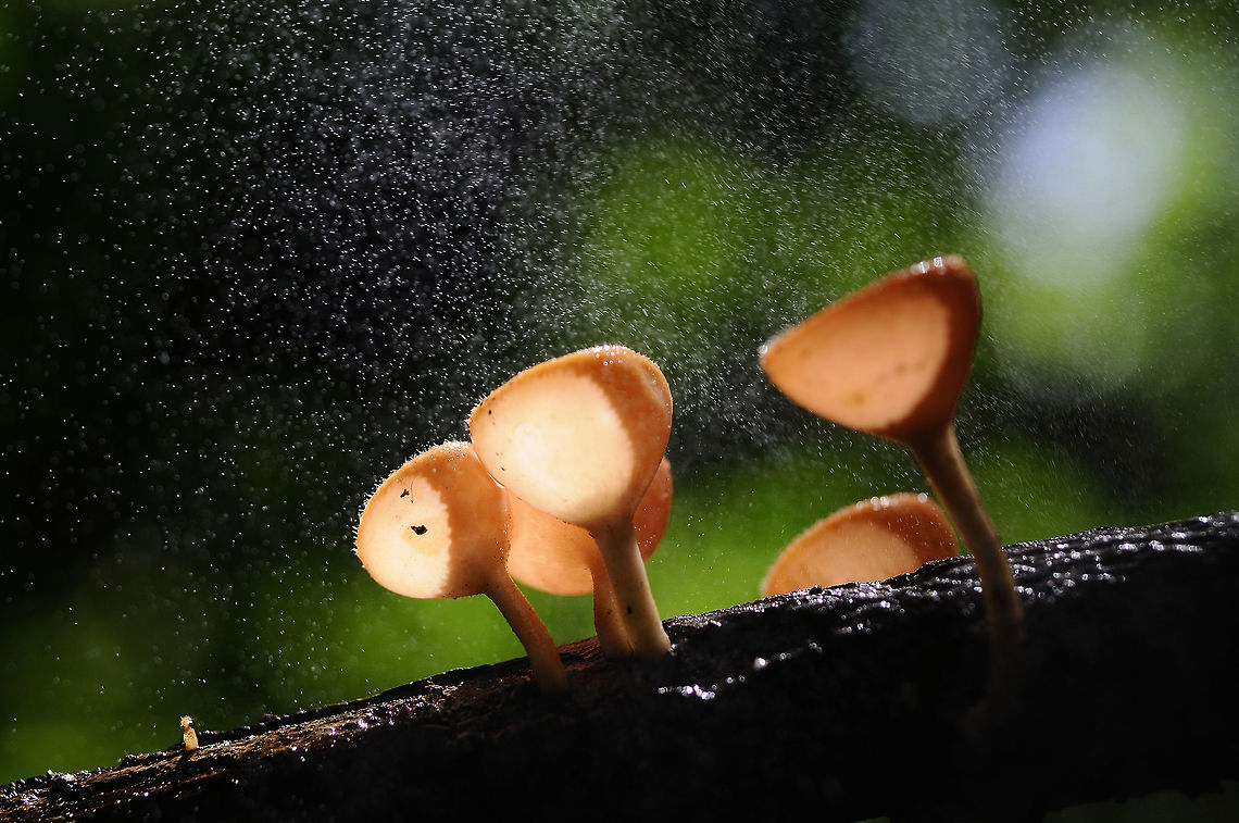 raining Cookeina tricholoma (maybe) from Jeadkod waterfall .Saraburi province. Thailand Geotagged,Summer,Thailand