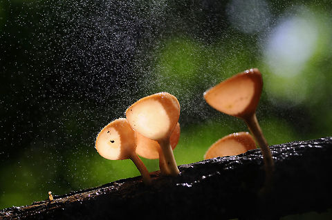 raining Cookeina tricholoma (maybe) from Jeadkod waterfall .Saraburi province. Thailand Geotagged,Summer,Thailand