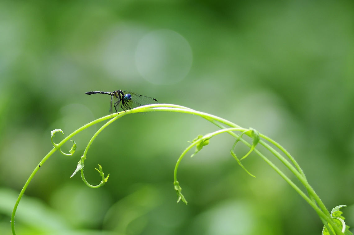 Tetrathemis platyptera Selys, 1878 small dragonfly from Jed-Kod waterfall Saraburi Province Thailand Geotagged,Pygmy skimmer,Summer,Tetrathemis platyptera,Thailand