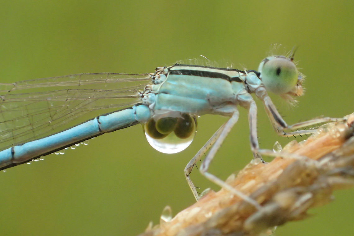 parasite in water drop on dragonfly ( Amphiallagma parvum ) I find him at PhuKradueng National Park after rianing(morning) .<br />
and can see the parasite &amp; water drop Amphiallagma parvum,Fall,Geotagged,Little Blue,Thailand