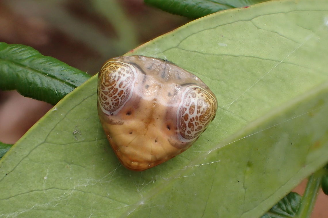 Cyrtarachne inaequalis small spider look same face of mantis or lizard or gecko  Bird Dung Spider,Cyrtarachne inaequalis,Fall,Geotagged,Thailand