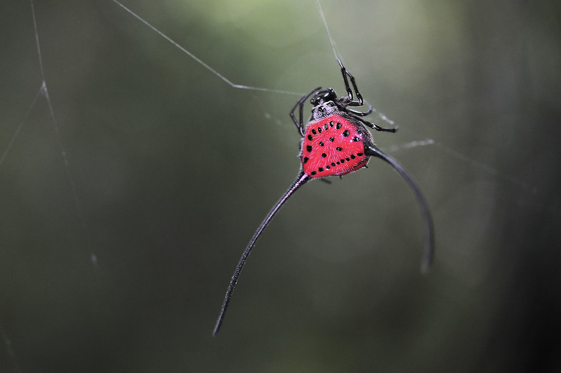 The Gasteracantha arcuata sunday(26-02-17) from kaeng-kachan national park Gasteracantha arcuata,Geotagged,Thailand,Winter
