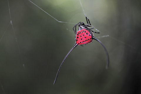 The Gasteracantha arcuata sunday(26-02-17) from kaeng-kachan national park Gasteracantha arcuata,Geotagged,Thailand,Winter