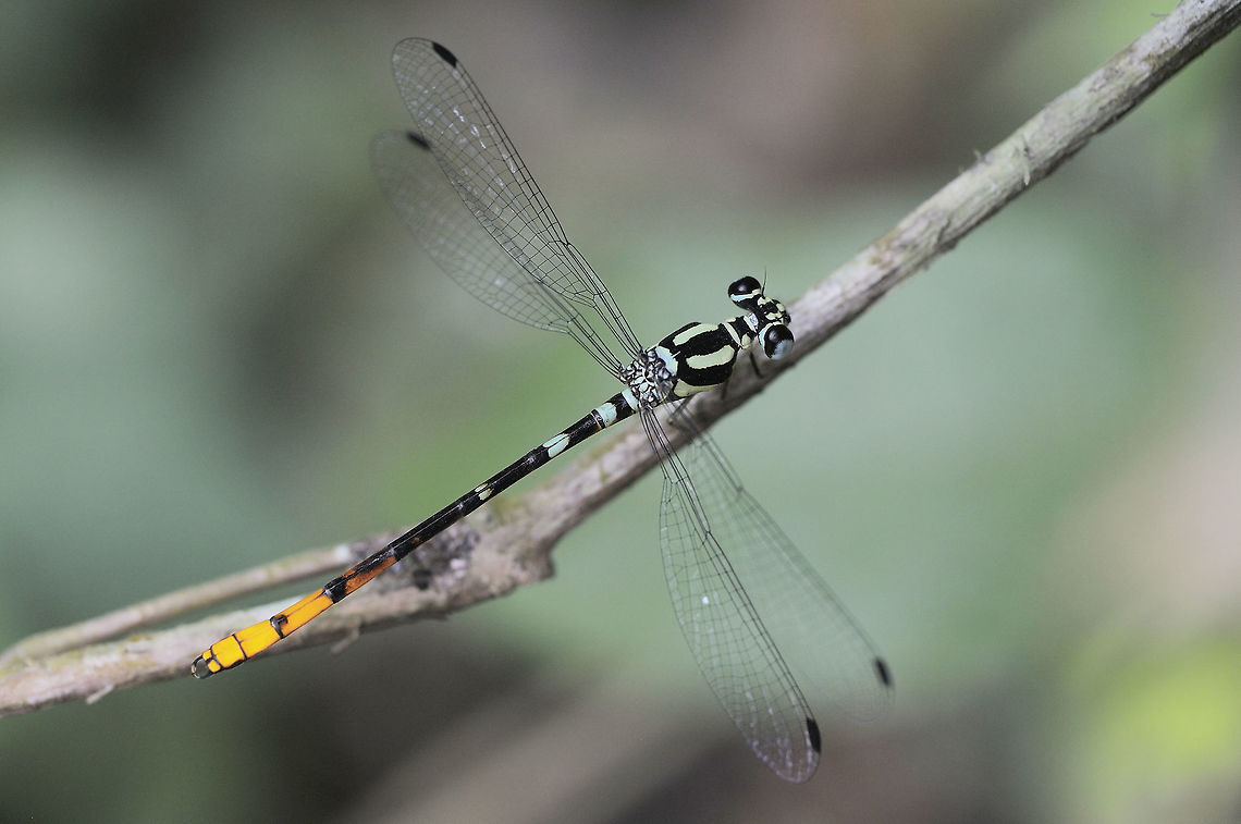 Rhinagrion viridatum dragonfly from Kaeng Krachan National Park Thailand<br />
Rhinagrion viridatum  Geotagged,Rhinagrion viridatum,Thailand,Winter