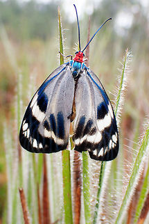 ZygaenidaeChalcosia phalaenaria annamitica moth from Phu Kradueng national park . Thailand Fall,Geotagged,Thailand