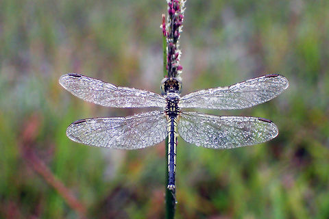 Diplacodes nebulosa female Phu Kradueng national park Thailand Black-tipped Percher,Diplacodes nebulosa,Fall,Geotagged,Thailand