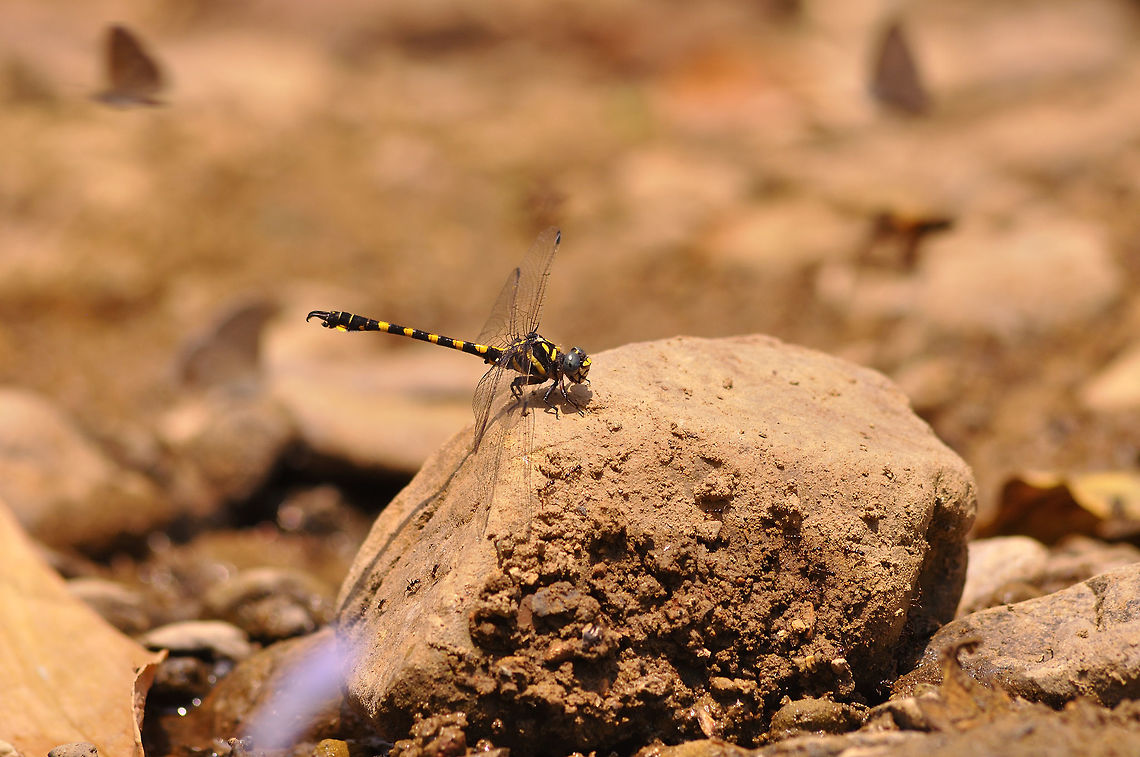 Paragomphus capricornis. male from Chiang Dao thailand . this sp I find  many areas  Geotagged,Paragomphus capricornis,Spring,Thailand