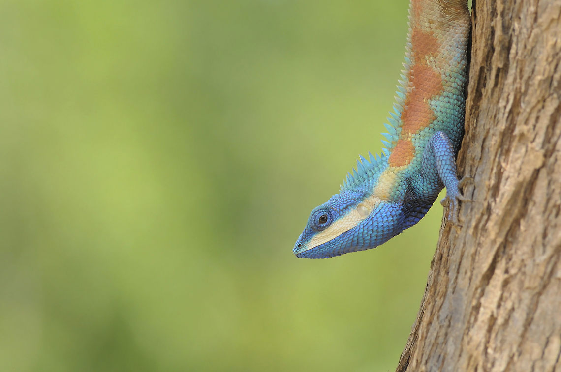 Blue-crested Lizard Big lizard blue color from Pisanulok Province Thailand<br />
 Calotes mystaceus,Geotagged,Indo-Chinese Forest Lizard,Spring,Thailand