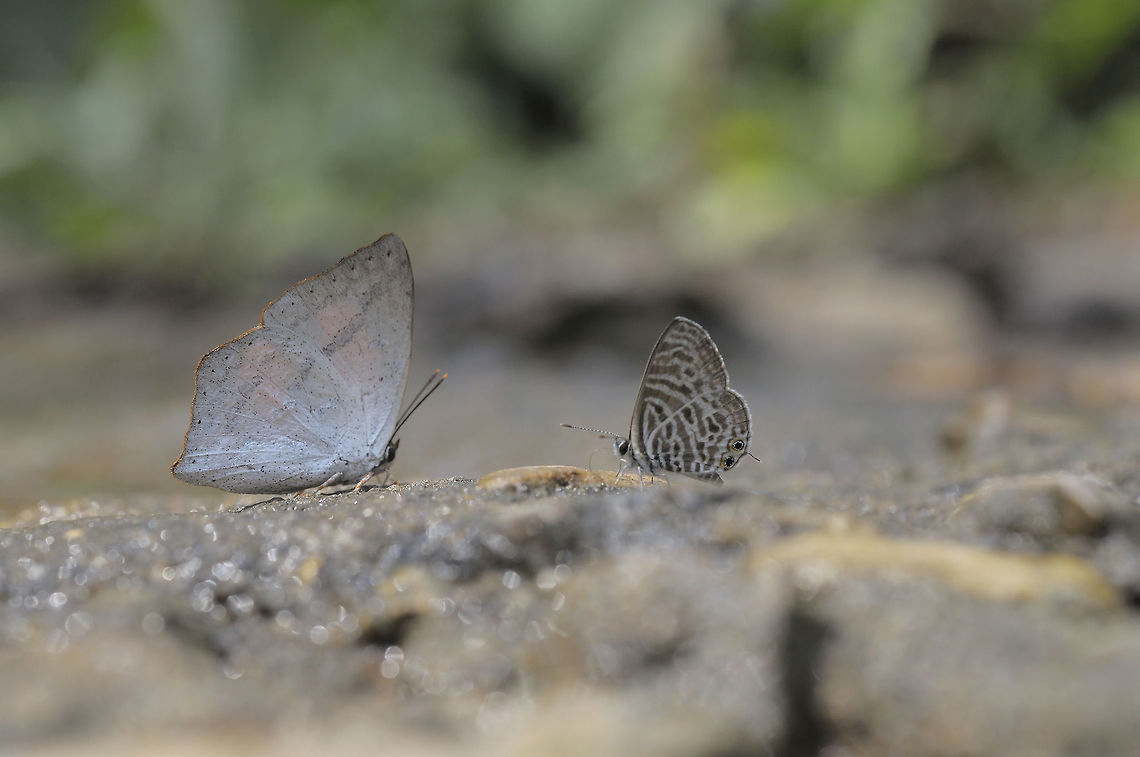 Bright Sunbeam & Zebra Blue from Chiang Dao ChiangMai province Thailand Bright sunbeam,Curetis bulis,Geotagged,Spring,Thailand