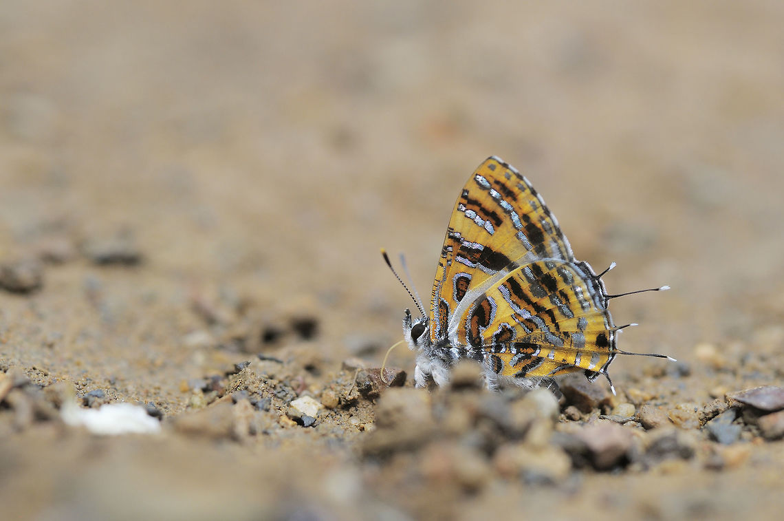 Catapaecilma subochrea Elwes, 1893 : Yellow Tinsel butterfly small size about 1.5-2 cm from ChiangMai Thailand Catapaecilma subochrea,Yellow tinsel