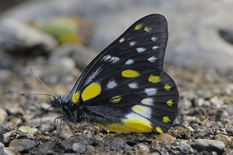 Delias belladonna hedybia Jordan, 1925 : Hill Jezebel from Chiang Dao thailand Delias belladonna,Geotagged,Hill Jezebel,Spring,Thailand