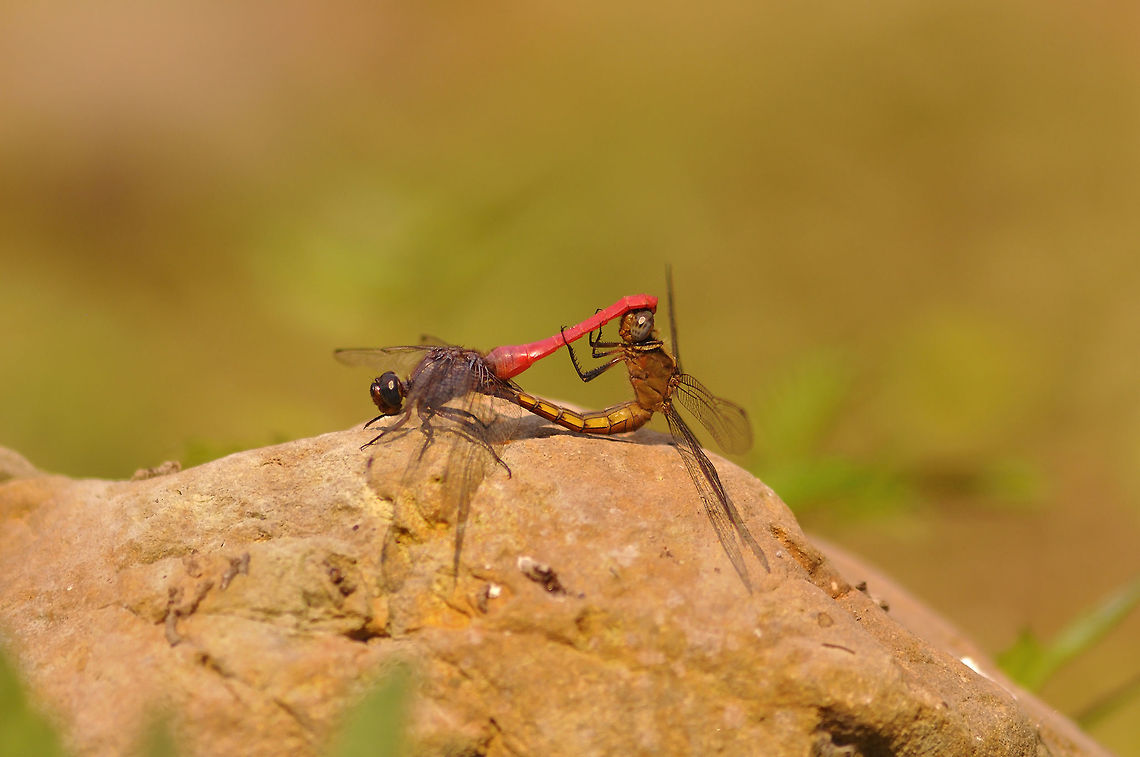 Orthetrum pruinosum matching about 30 sec. and female spawn in water that area. from Chiangmai Thailand<br />
 Geotagged,Orthetrum pruinosum,Spring,Thailand