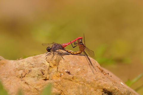 Orthetrum pruinosum matching about 30 sec. and female spawn in water that area. from Chiangmai Thailand
 Geotagged,Orthetrum pruinosum,Spring,Thailand