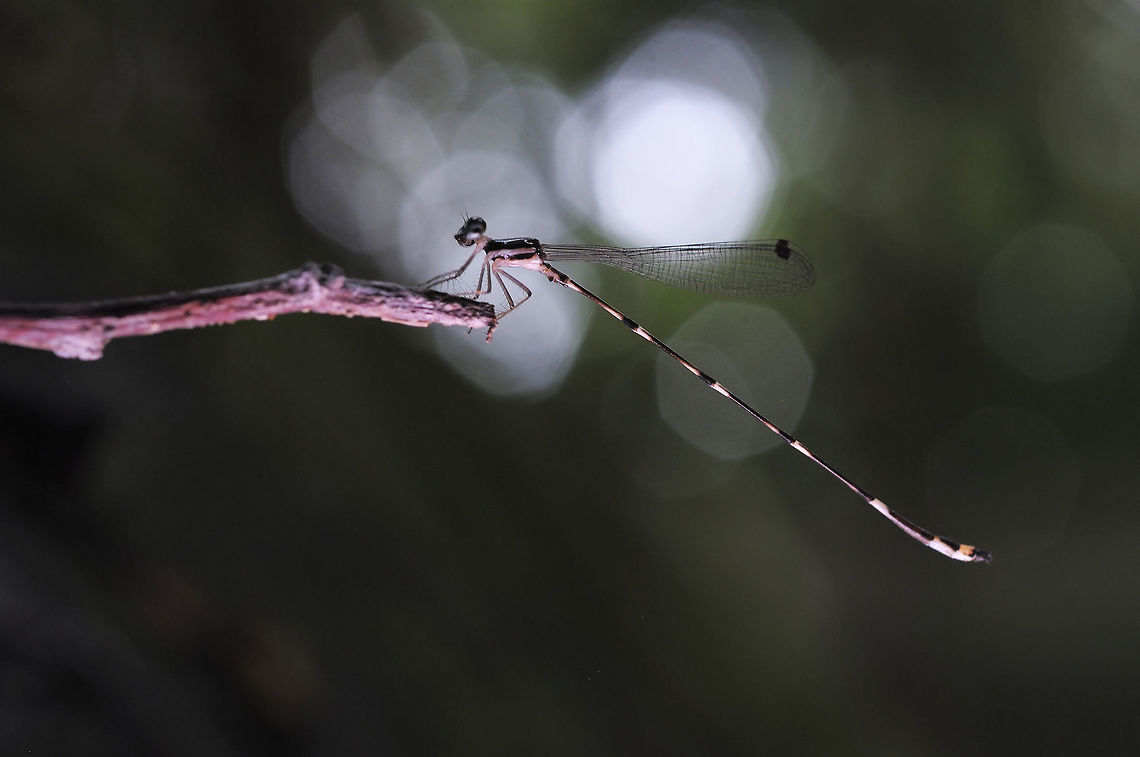 Protosticta khaosoidaoensis from Krathing waterfall Chathaburi Thailand Geotagged,Protosticta khaosoidaoensis,Spring,Thailand