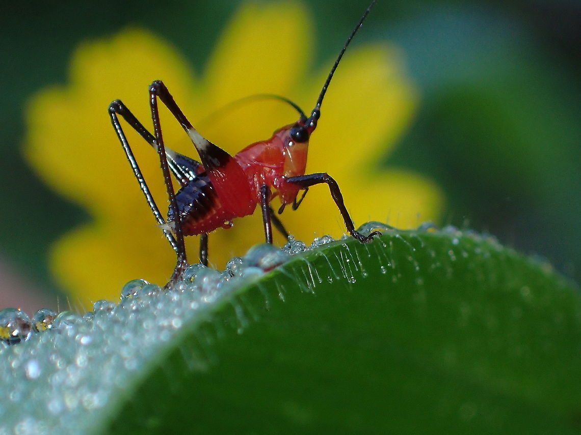 What is it. grasshopper or cricket ???  Conocephalus melanus,Geotagged,Spring,Thailand