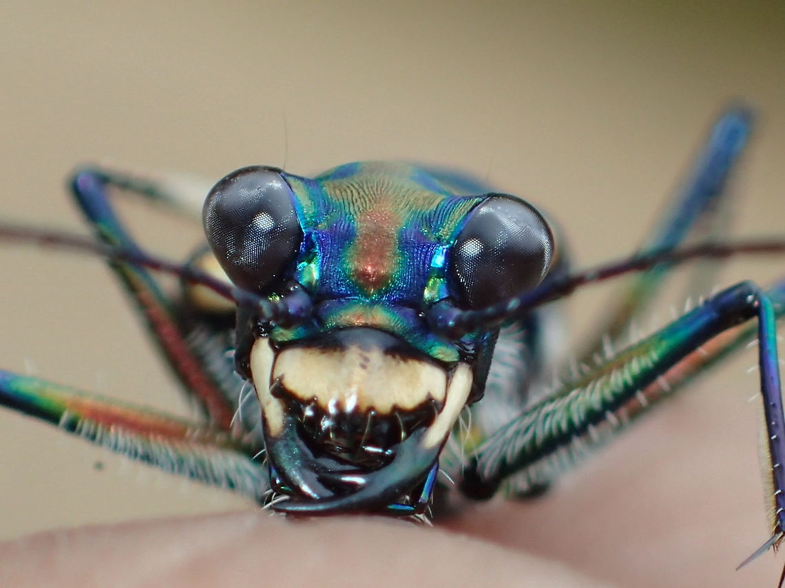 smile /  Cosmodela aurulenta juxtata  Cosmodela aurulenta juxtata,Geotagged,Spring,Thailand
