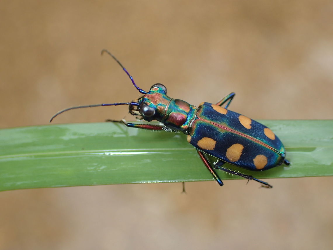 top view  Cosmodela aurulenta juxtata  Cosmodela aurulenta juxtata,Geotagged,Spring,Thailand