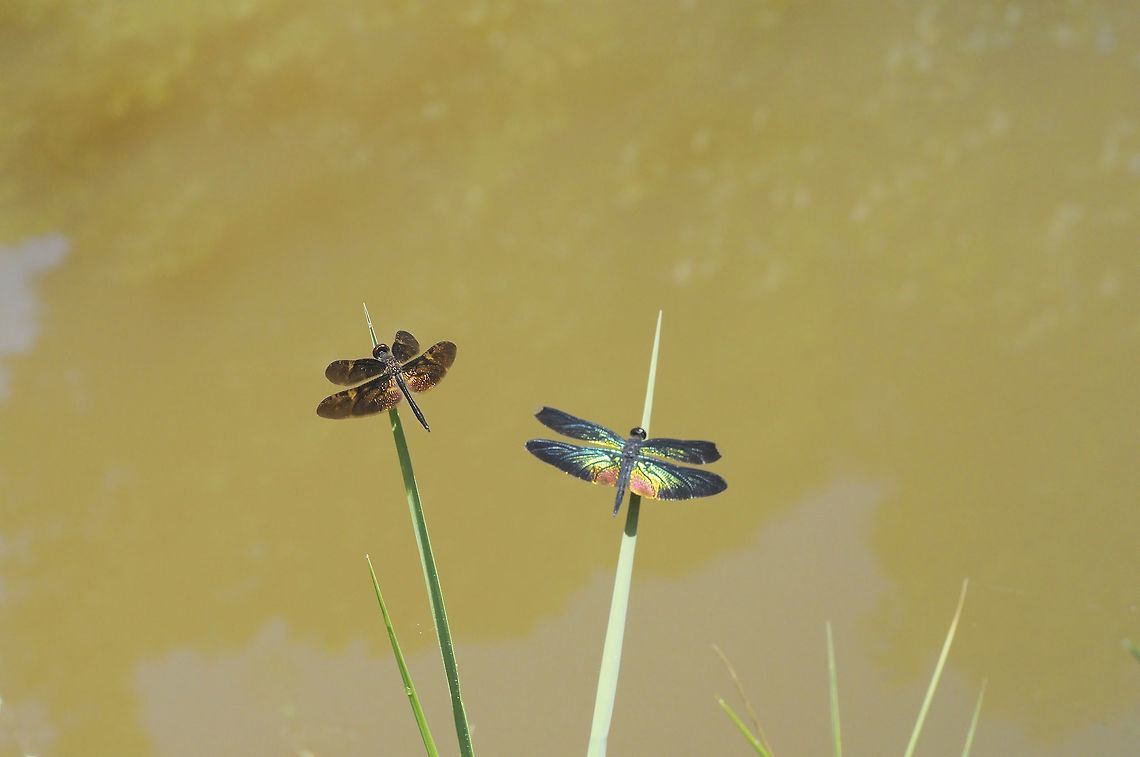 Rhyothemis obsolescens Kirby, 1889(left) & Rhyothemis plutonia Selys, 1883(right) Krating Waterfall Chanthaburi province Thailand. a lots of dragonflies Me and my freinds meeting29-30 april 2017 find about 44 sp. Geotagged,Rhyothemis plutonia,Spring,Thailand