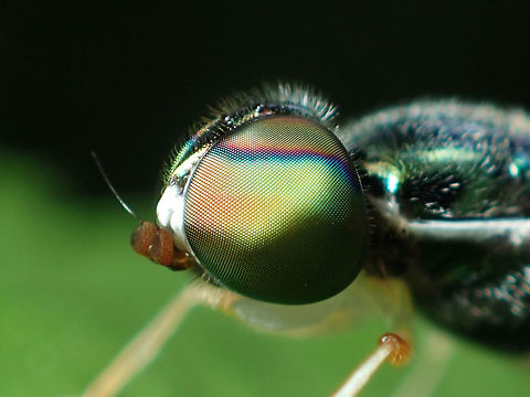 Big eyes Small insect from Chatuchak Park Bangkok Thailand. Geotagged,Spring,Thailand