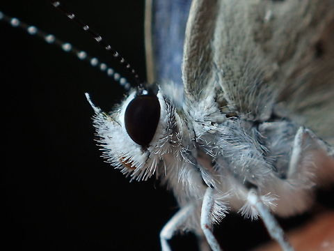 close-up small butterfly  Lime Blue  Geotagged,Spring,Thailand