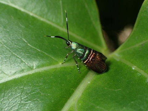 beautyful moth from Thailand it small size about 1 centimeter Geotagged,Saptha beryllitis,Spring,Thailand