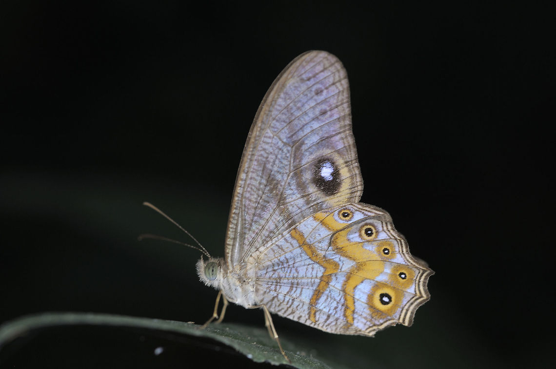 Erites medura rotundata de Nicéville, 1893 : Curved Cyclops from Kaeng Krachan National park Thailand Erites medura,Eyed cyclops,Geotagged,Thailand,Winter