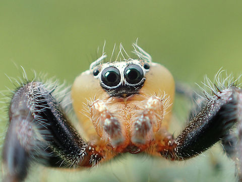 Jumping spider from Chanthaburi province Thailand Geotagged,Summer,Thailand