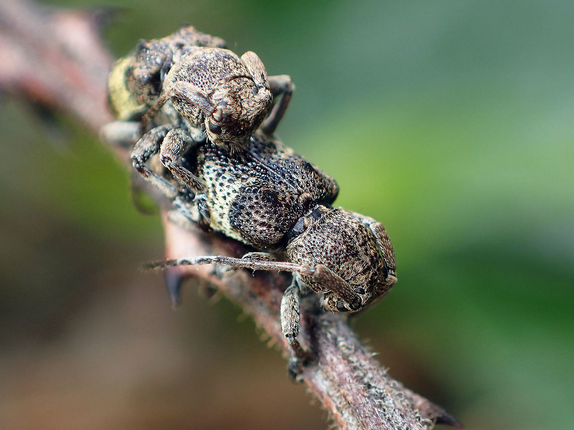 maybe Epipedocera laticollis but very small I find Chanthaburi province <br />
it very small side .Compare with thai bath coins<br />
thai bath coins about 20 mm Geotagged,Summer,Thailand