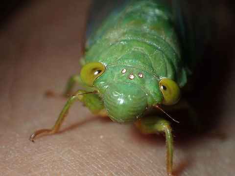 green cicada from Chanthaburi province Thailand Geotagged,Spring,Thailand