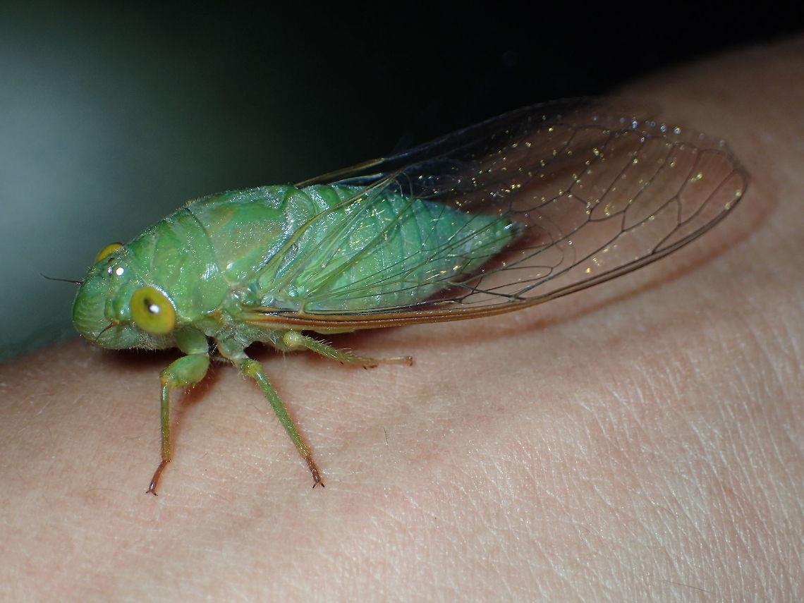 green cicada from Chanthaburi province Thailand Geotagged,Spring,Thailand