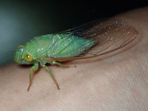 green cicada from Chanthaburi province Thailand Geotagged,Spring,Thailand