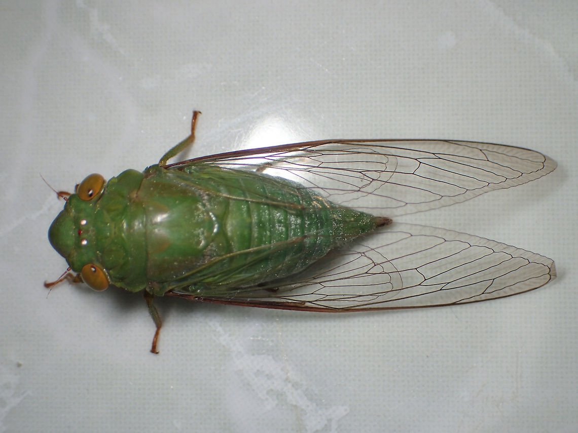 green cicada from Chanthaburi province Thailand Geotagged,Spring,Thailand