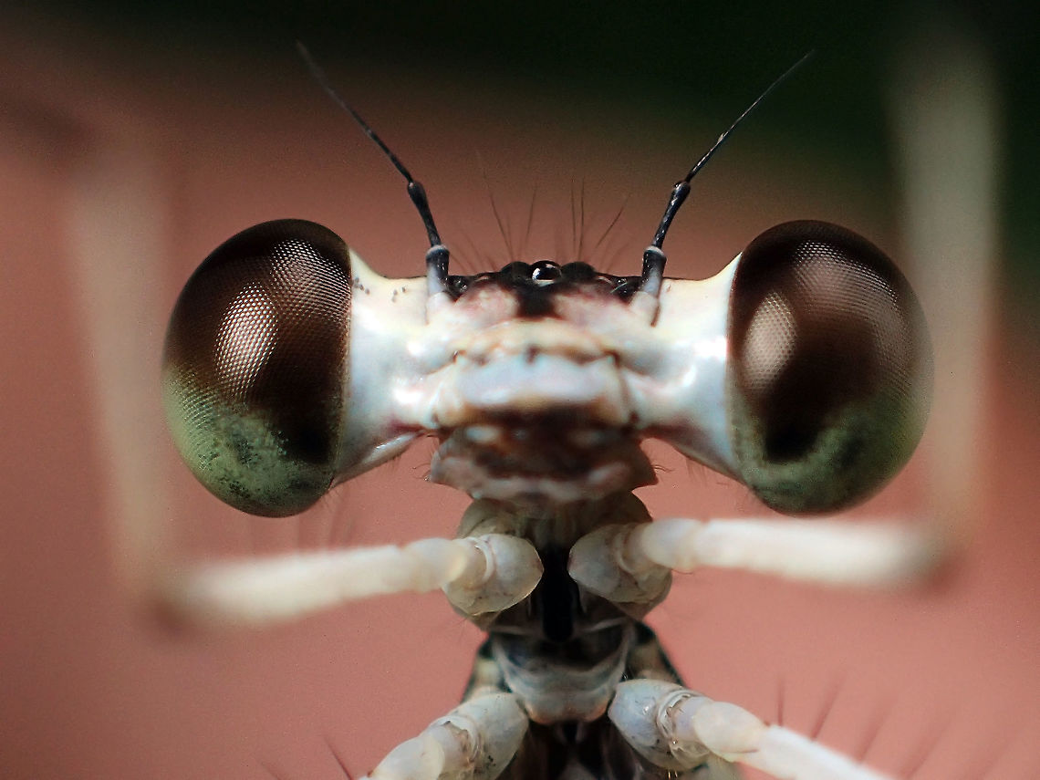 The Eyes of Copera ciliata from Chanthaburi provicne Geotagged,Summer,Thailand
