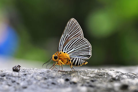 Green-streaked Awlet from Chanthathaen waterfall . Chonburi province Burara amara,Geotagged,Small green awlet,Summer,Thailand