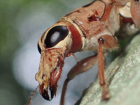 Nessiara optica from Chanthaburi Province.Thailand Geotagged,Summer,Thailand
