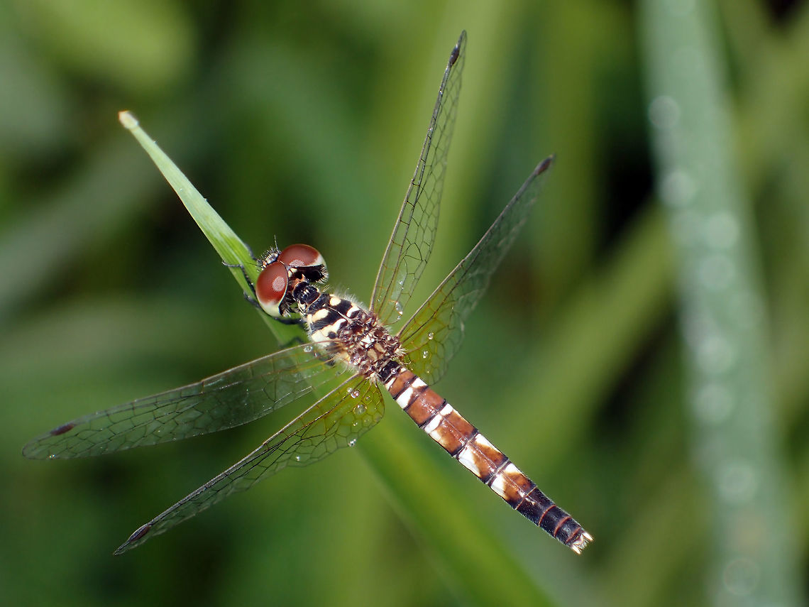 Young female Nannophya pygmaea Rambur, 1842 from Chanthaburi. Province Thailand Geotagged,Nannophya pygmaea,Scarlet dwarf,Summer,Thailand