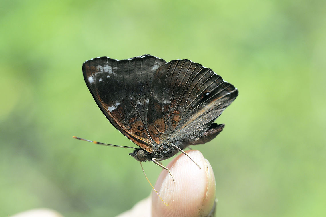 Siamese Black Prince from Pang Si Da National Park Thailand Black prince,Geotagged,Rohana parisatis,Summer,Thailand