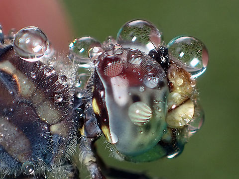 raining season/ Potamarcha congener from Chatuchak park. Bangkok Thailand Fall,Geotagged,Thailand