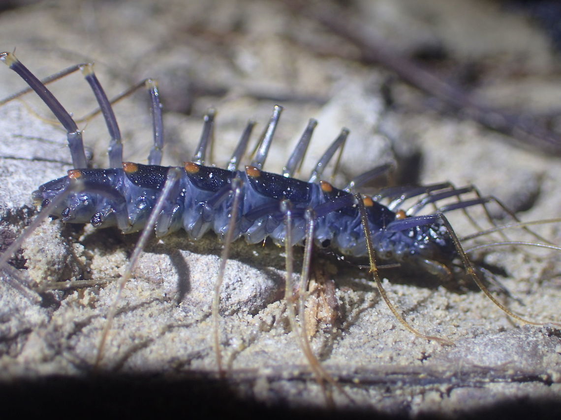 What is it ??? I found Phu Kradueng National Park 11-11-17 Fall,Geotagged,Scutigeromorpha,Thailand