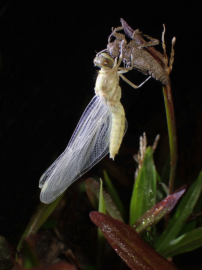 New burn of dragonfly from Phu kra Dueng National park, Thailand Fall,Geotagged,Thailand