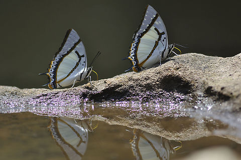 Twin Great Nawab from nongmaena Phetchabun province Thailand Geotagged,Great nawab,Polyura eudamippus,Thailand,Winter