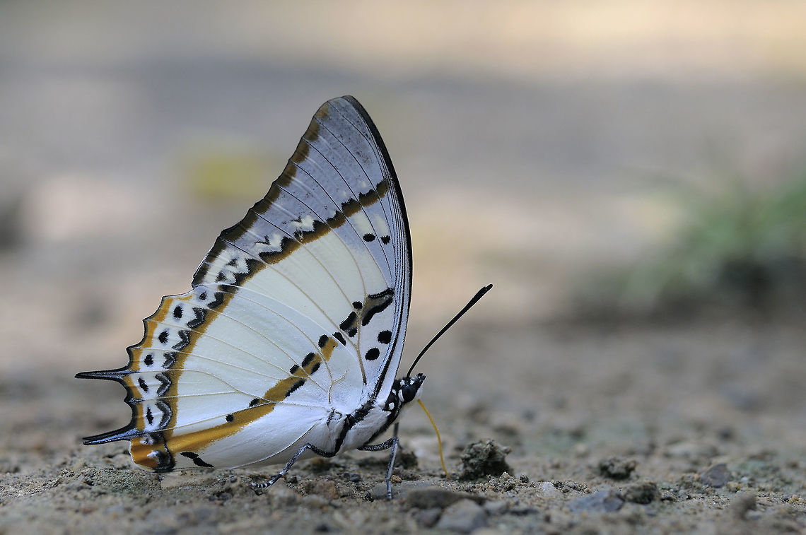 Shan Nawab from Chiang Dao.Chiang Mai  Thailand.  Charaxes nepenthes,Geotagged,Polyura nepenthes,Thailand,Winter