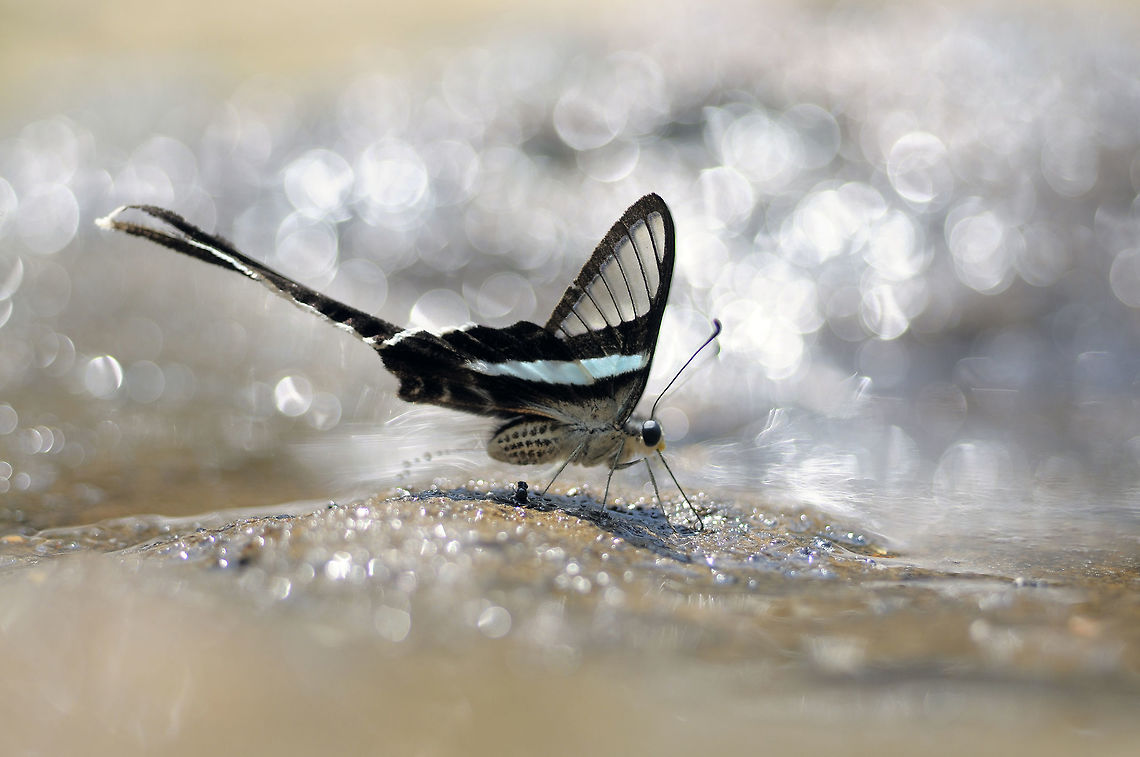Green Dragontail from nongmaena Phetchabun province Thailand  Geotagged,Green dragontail,Lamproptera meges,Thailand,Winter
