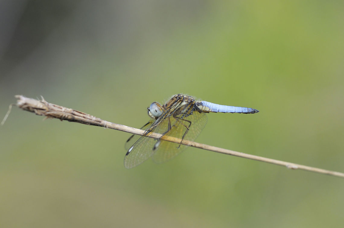 Palpopleura sexmaculata (Fabricius, 1787) fom  Nong Mae Na Thailand Asian widow,Geotagged,Palpopleura sexmaculata,Thailand,Winter