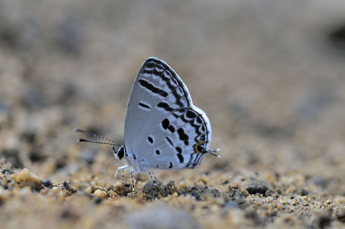 Dark Cupid from Chiang Dao Thailand Dark Cupid,Geotagged,Thailand,Tongeia potanini potanini,Winter