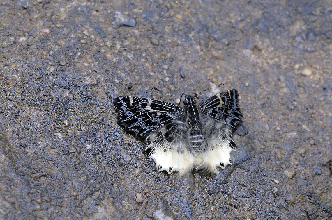 Hairy Angle from Chiang Dao Thailand  Darpa hanria,Geotagged,Thailand,Winter