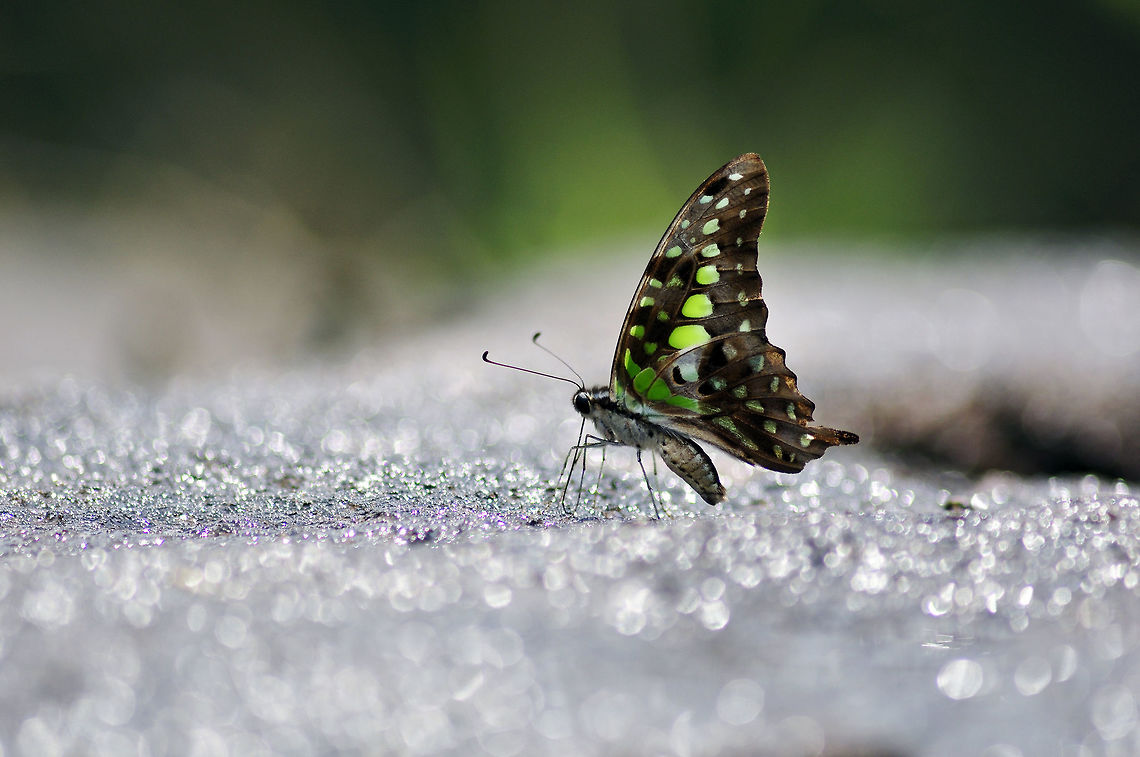 Tailed Jay from Nong Mae Na Thailand Geotagged,Graphium agamemnon,Tailed Jay,Thailand,Winter