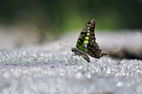 Tailed Jay from Nong Mae Na Thailand Geotagged,Graphium agamemnon,Tailed Jay,Thailand,Winter